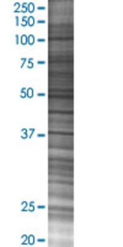 Or8b8 293t cell transient overexpre ssion lysate (denatured) 100 µl