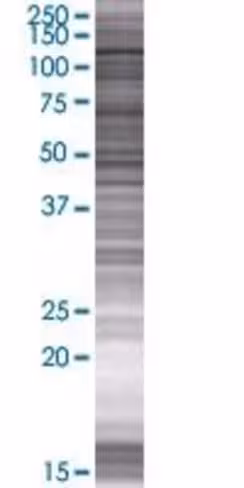 Pdzrn4 293t cell transient overexpr ession lysate (denatured) 100 µl