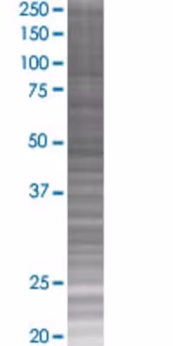 Polk 293t cell transient overexpres sion lysate (denatured) 100 µl