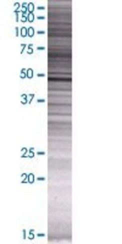 Rap80 293t cell transient overexpre ssion lysate (denatured) 100 µl