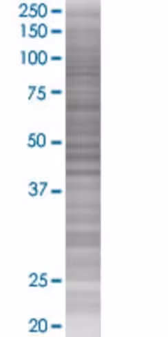 Pcdhga5 293t cell transient overexp ression lysate (denatured) 100 µl