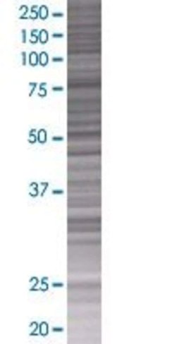 Pcdhb13 293t cell transient overexp ression lysate (denatured) 100 µl