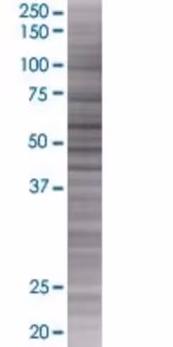 Pdzd7 293t cell transient overexpre ssion lysate (denatured) 100 µl