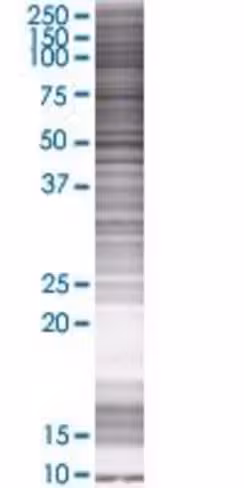 Or12d3 293t cell transient overexpr ession lysate (denatured) 100 µl