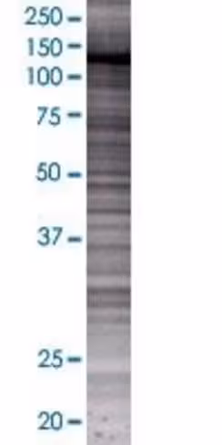 Pmfbp1 293t cell transient overexpr ession lysate (denatured) 100 µl