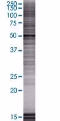 Ptrf 293t cell transient overexpres sion lysate (denatured) 100 µl