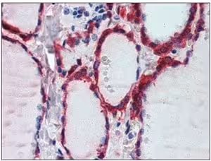 Kit ELISA Humain Apolipoprotéine E (APOE) 96 Tests