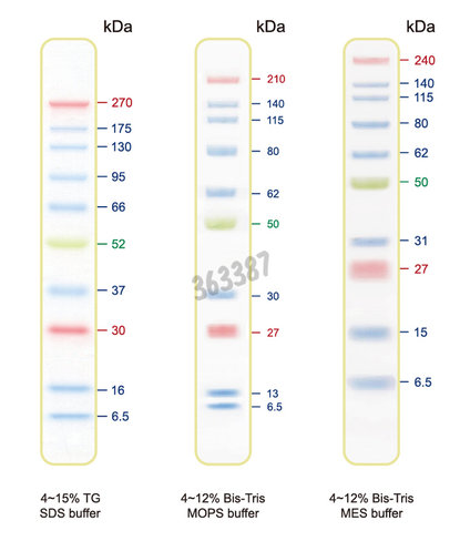 Marqueur de poids moléculaire Blue Ultra 6,5-270 kDA 500µl