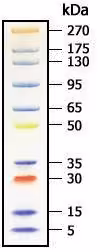 Molecule page-master protein standard plus 500 µl