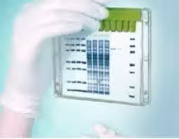 Surepage bis-tris 10x8 8% 15 wells 10 pcs