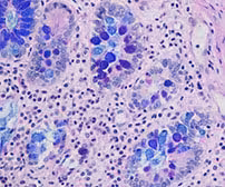 Alcian Blue for PAS Staining Kit ref 05279194001 tranche 2