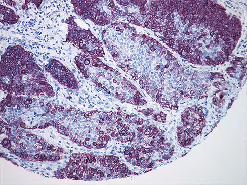 Bajoran purple peroxydase substrat kit 100 ml