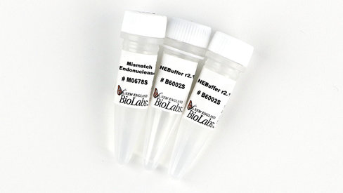 Mismatch Endonuclease I 400 unités