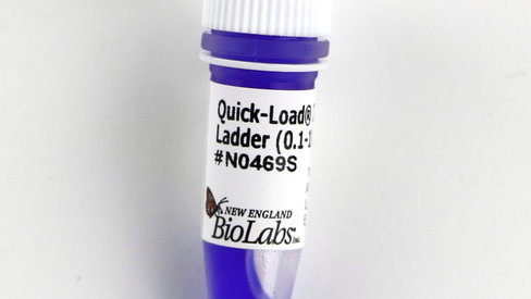 Quick-Load 1 kb Plus DNA Ladder 250 gel lanes