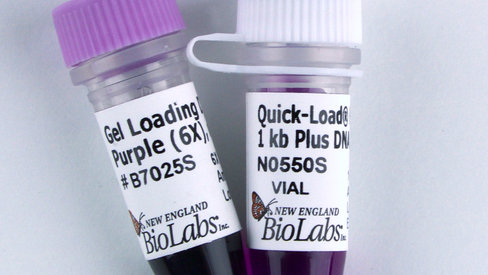 Quick-Load Purple 1 kb Plus DNA Ladder 250 gel lanes