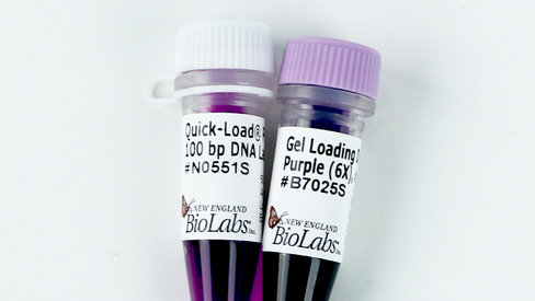 Quick-Load Purple 100 bp DNA Ladder 375 gel lanes