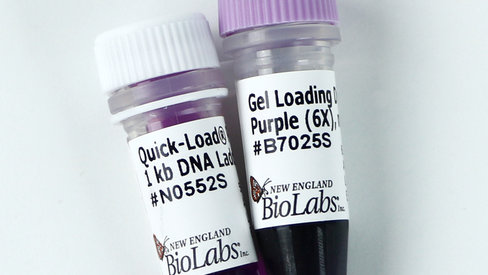 Quick-Load Purple 1 kb DNA Ladder 375 gel lanes