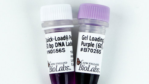 Quick-Load Purple 50 bp DNA Ladder 250 lanes