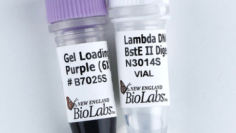 Lambda/BstE II Digest 150 gel lanes