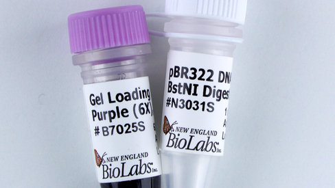 PBR322/BstN I Digest 250 µg