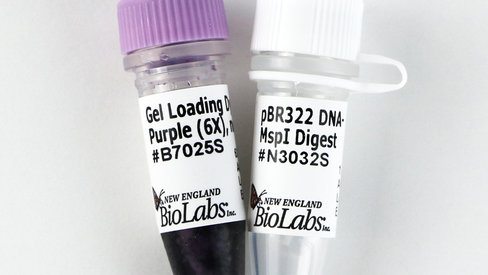 PBR322/Msp I Digest 50 gel lanes