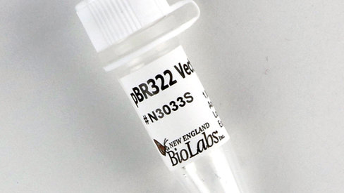PBR322 DNA 50 µg