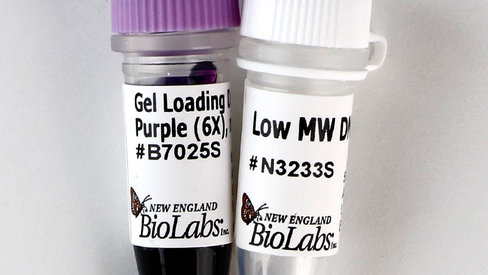 Low Molecular Weight DNA Ladder 500 gel lanes