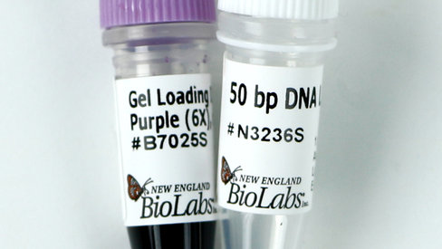 50 bp DNA Ladder 200 gel lanes