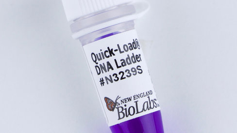 Quick-Load 1 kb Extend DNA Ladder 125 gel lanes