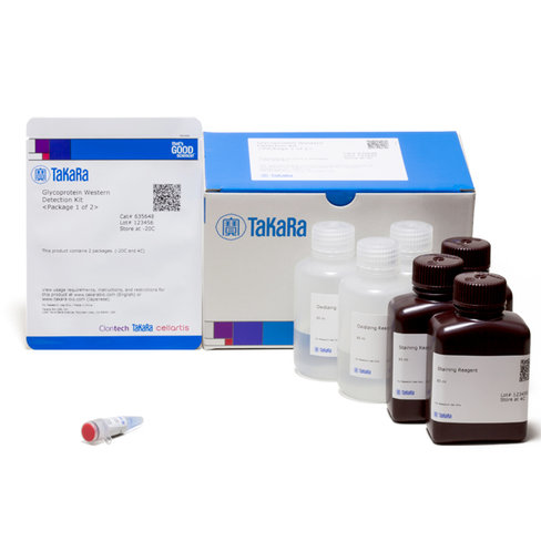 Kit de detection des glycoprotéines par western blot 20 Réactions