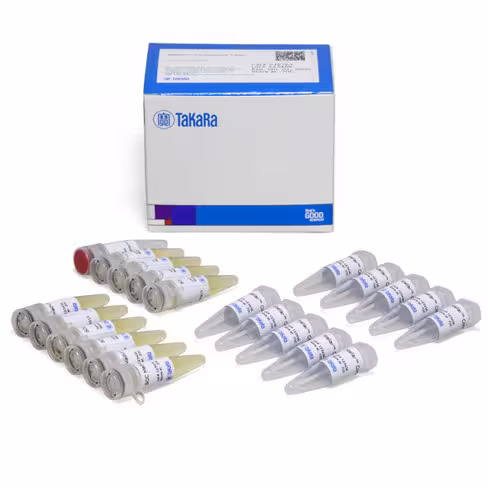 Bactéries compétentes stellar 10 µl