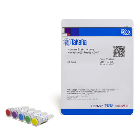 Adnc marathon-ready préparé à partir de tissus et cellules du cerveau humain 30 Réactions