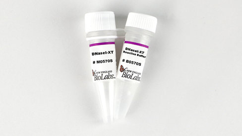 Dnase I-XT 5000 unités