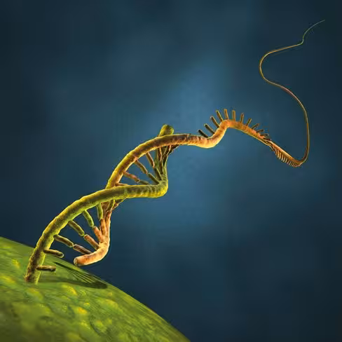 StemMACS Flp Recombinase mRNA/20 µg