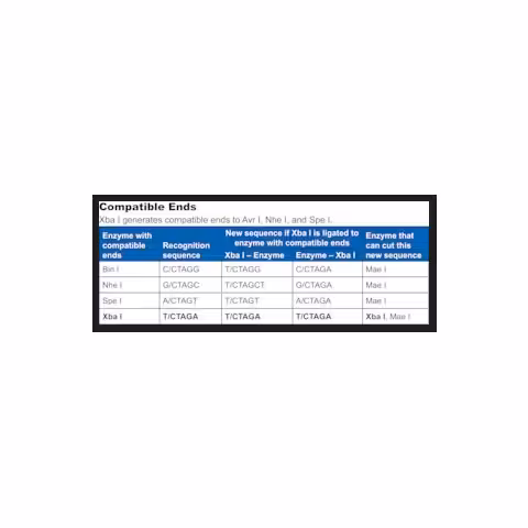 Xba I from Xanthomonas campestris, 1000 unités Enzyme de restriction