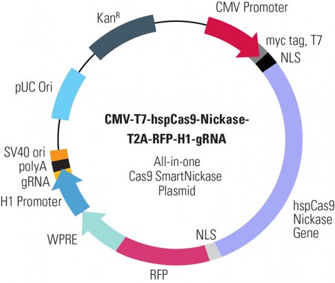 Cas9 Nickase: CMV-T7-hspCas9-nickase-T2A-RFP-H1-gRNA linearized SmartNickase vector (CRISPR) 10 rxns