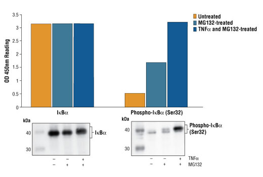 PathScan Total IkappaBalpha Sandwich ELISA Kit 1 kit