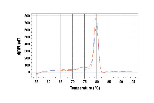 SimpleChIP Human RUNX2 Promoter Primers 500 µl