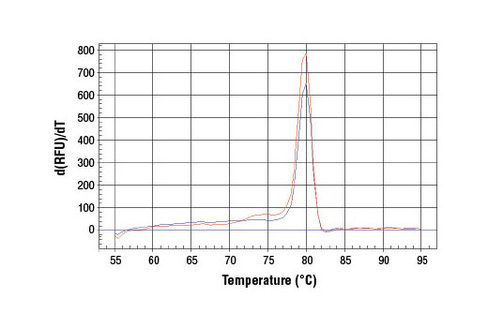 SimpleChIP Human RUNX2 Promoter Primers 500 µl