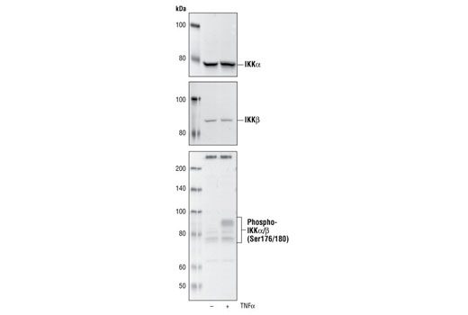 NF-kappaB Control Cell Extracts 200 µl