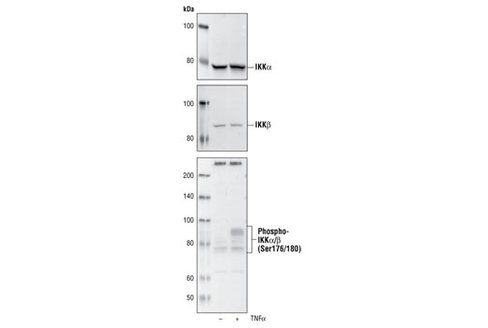 NF-kappaB Control Cell Extracts 200 µl