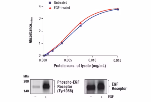 FastScan Total EGF Receptor ELISA Kit 1 kit