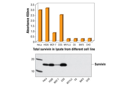 PathScan Total Survivin Sandwich ELISA Kit 1 kit