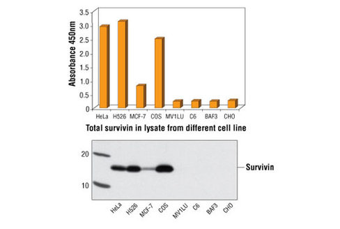 PathScan Total Survivin Sandwich ELISA Kit 1 kit