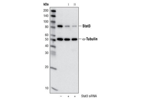 SignalSilence Stat3 siRNA I 300 µl