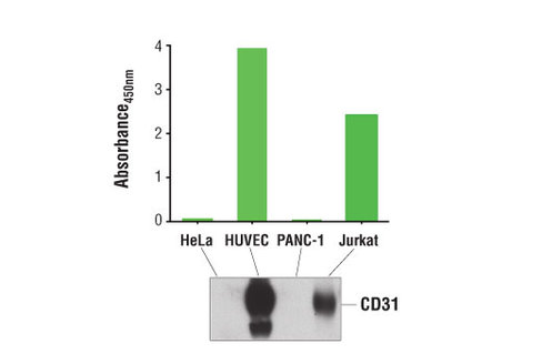 PathScan Total CD31 (PECAM-1) Sandwich ELISA Kit 1 kit
