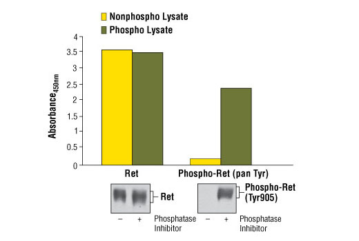 PathScan Phospho-Ret (panTyr) Sandwich ELISA Kit 1 kit