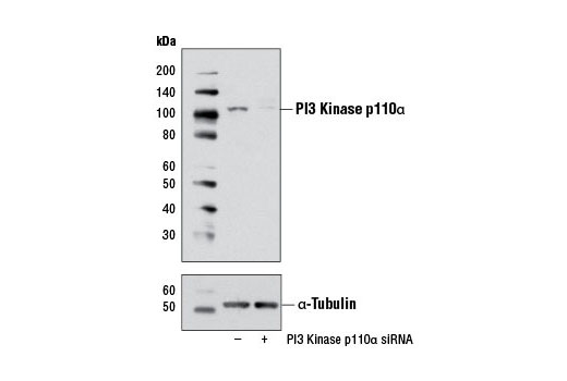 SignalSilence PI3 Kinase p110alpha siRNA I 300 µl