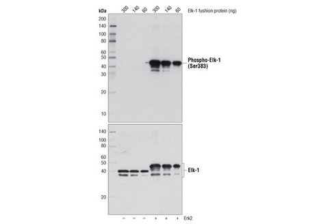Elk-1 Control Proteins 150 µl