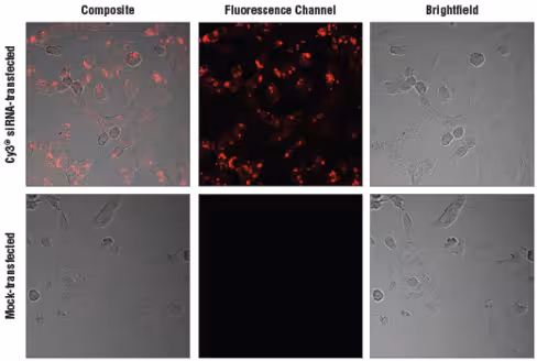 SignalSilence Control siRNA (Cy3 Conjugate) 60 µl
